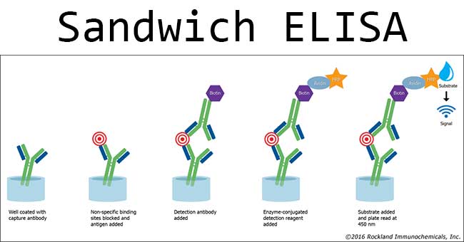 Understanding sandwich ELISA; its advantages and steps